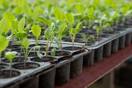 Serre horticole avec jeunes plants en développement dans des godets de semis disposés en rangées sur tables de culture. Plantules aux premières feuilles vraies, tiges encore tendres, système racinaire en formation.