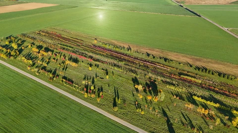 Vue aérienne d'un vignoble en automne avec rangées de vignes aux feuillages colorés jaunes et rouges, entouré de champs agricoles verts. Paysage rural de plaine avec routes et parcelles délimitées.