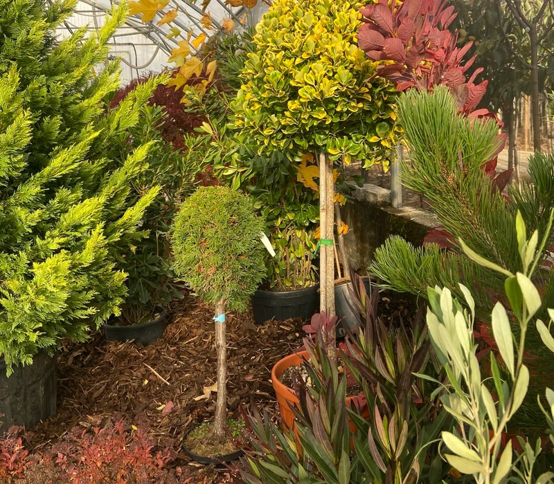 Jardin extérieur avec plantation d'arbustes et conifères en cours. Jeune arbre tuteuré avec support en bois et attaches colorées. Aménagement paysager avec paillis organique au sol.