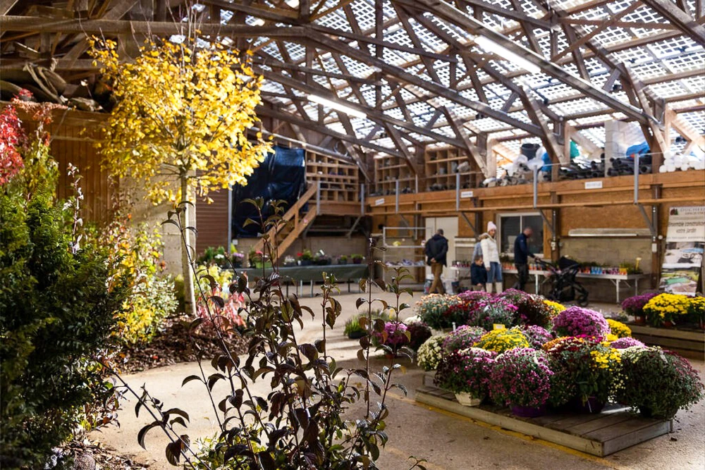 Serre commerciale avec structure métallique et toiture en polycarbonate alvéolaire. Espace de vente de plantes ornementales et chrysanthèmes multicolores disposés sur présentoirs. Clients déambulent entre les allées. Éclairage naturel zénithal, sol béton, mezzanine bois avec escalier droit, végétaux d'automne en contenants plastique noirs.