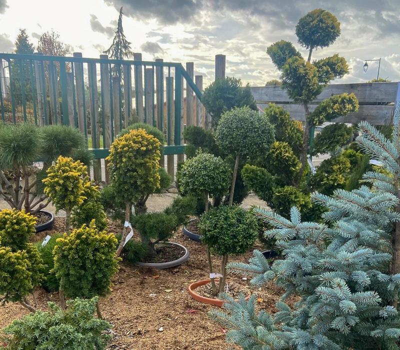 Pépinière extérieure avec arbres et arbustes ornementaux en contenants, présentés pour la vente. Conifères taillés en formes topiaires, végétaux d'ornement variés disposés sur terrain paillé.