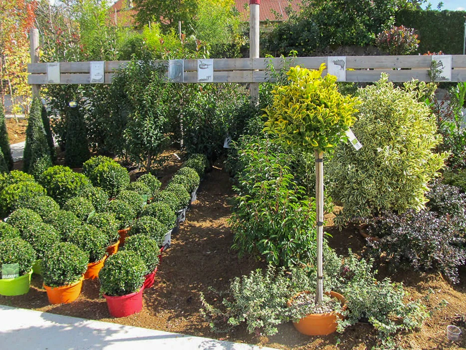 Pépinière extérieure avec exposition de plants en contenants colorés et végétaux plantés en pleine terre. Arbustes topiaires taillés en boules, conifères, plantes à feuillage panaché disposés sur sol paillé.