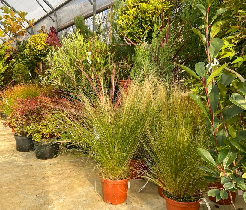 Pépinière extérieure avec variété de plantes ornementales en contenants noirs disposés sur surface bétonnée. Graminées ornementales aux feuillages dorés et verts, arbustes à feuillage coloré automnal.