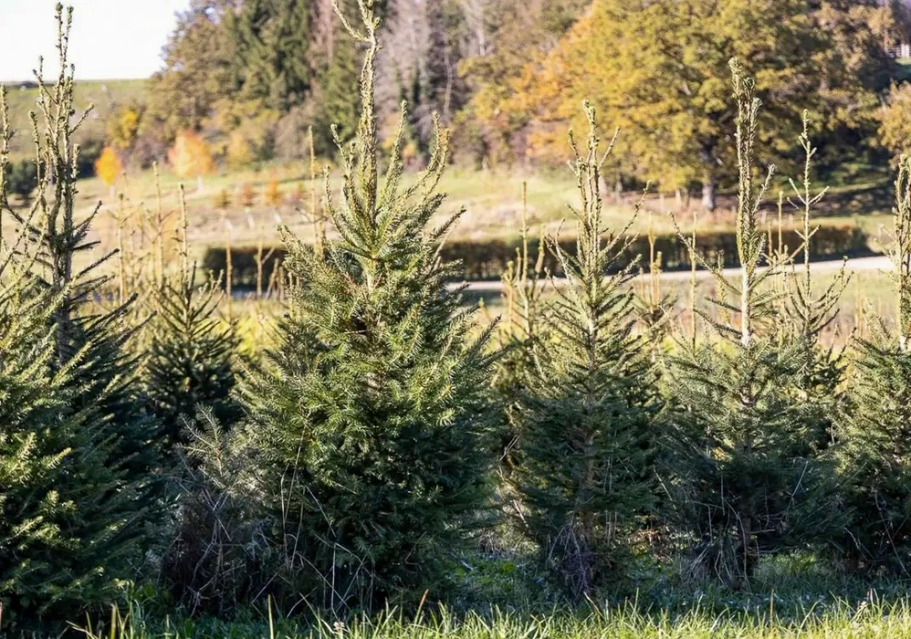 Plantation d'épicéas en extérieur dans un environnement rural avec arbres d'automne en arrière-plan. Jeunes conifères de différentes tailles plantés en rangées sur terrain herbeux.