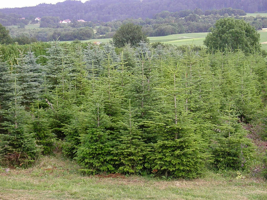 Plantation extérieure de sapins de Noël en rangées organisées sur terrain vallonné. Conifères de différentes tailles et stades de croissance, du jeune plant au spécimen mature. Culture commerciale d'épicéas et sapins nordmann en pépinière forestière. Arbres aux branches étagées caractéristiques, feuillage vert dense.