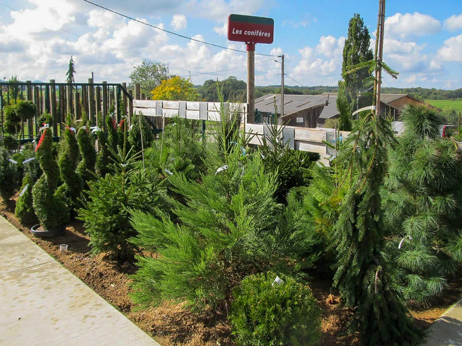 Extérieur d'une jardinerie ou pépinière avec exposition de conifères variés alignés sur surface bétonnée. Multiples espèces d'arbres résineux en contenants, incluant sapins, épicéas et pins de différentes tailles disposés pour la vente.