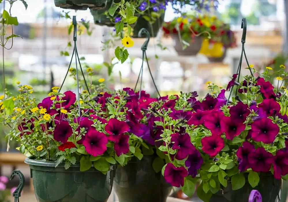 Extérieur d'une jardinerie ou pépinière avec exposition de plantes fleuries en suspension. Plusieurs paniers suspendus contiennent des pétunias violets foncés mélangés à de petites fleurs jaunes. Les contenants sont des paniers en plastique vert foncé équipés de chaînes métalliques noires pour la suspension. Feuillage dense et floraison abondante des pétunias retombants.