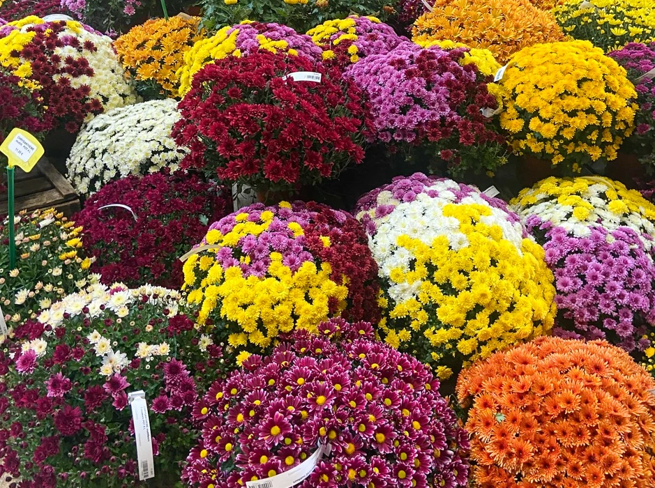 Étal extérieur de chrysanthèmes multicolores disposés en rangées organisées dans un marché ou jardinerie. Variétés à fleurs pompons dans des contenants, présentant des coloris jaune, violet, bordeaux, blanc et orange.