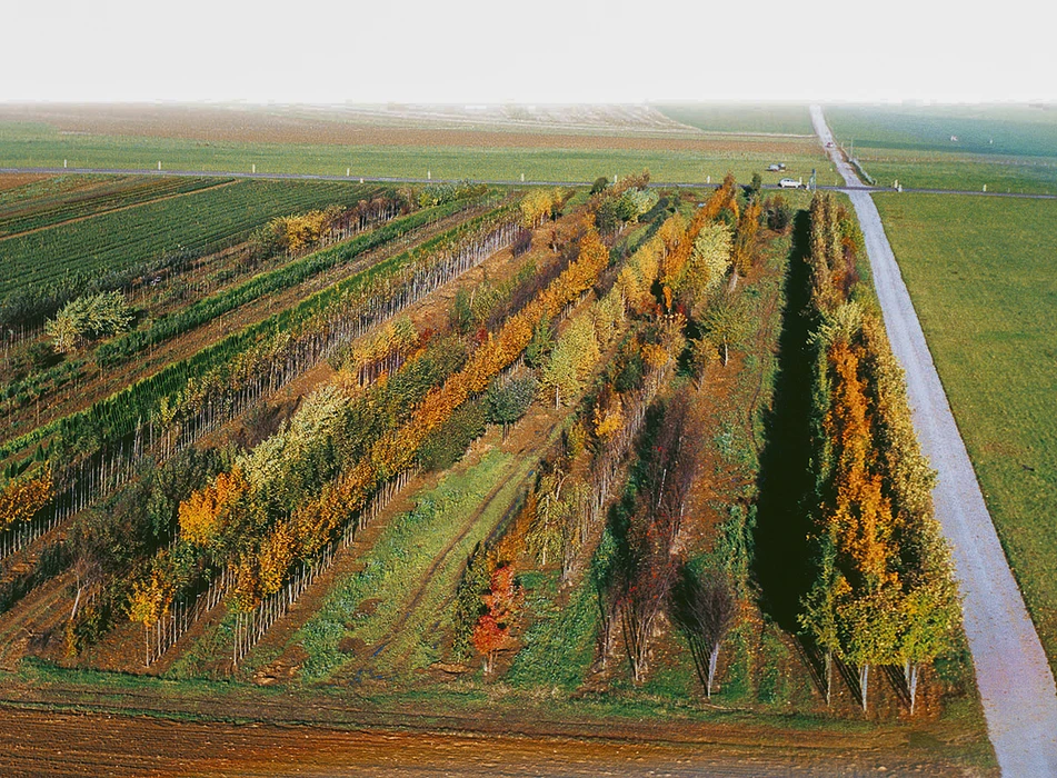 Paysage viticole en automne avec rangées de vignes aux feuillages colorés jaunes et orangés, traversé par une route goudronnée. Vue aérienne révélant l'organisation géométrique du vignoble dans la campagne.