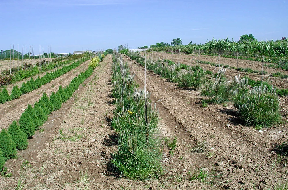Plantation en plein air avec rangées organisées de jeunes conifères et arbustes sur terrain cultivé. Sol préparé avec chemins d'accès entre les parcelles. Pépinière forestière ou horticole sous ciel dégagé.