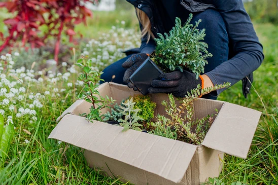 Deux femmes travaillent ensemble dans une serre commerciale, consultant un clipboard pour planifier ou inventorier. L'une porte un tablier beige sur pull jaune, l'autre un tablier à carreaux rouges et blancs sur chemise verte. Rangées de plants verts en pots visibles en arrière-plan.