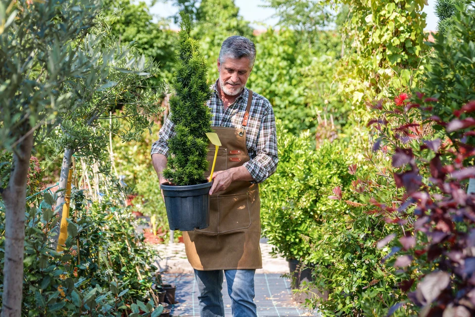 Vignoble en plein air sous ciel bleu nuageux avec rangées de vignes verdoyantes s'étendant sur collines vallonnées. Réverbère décoratif orné de jardinière fleurie aux tons violets et roses avec graminées ornementales.
