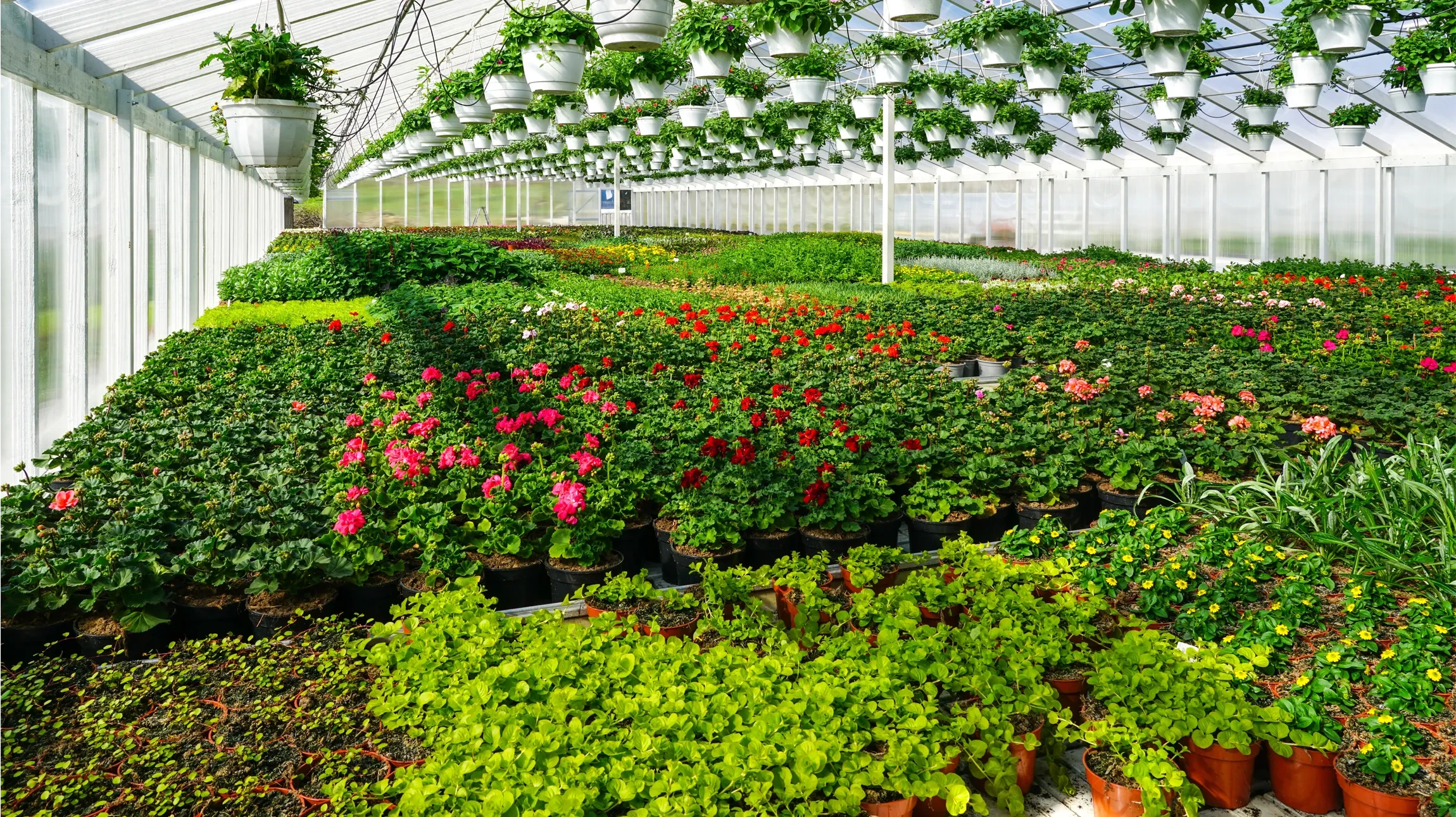 Jardin extérieur avec arbustes fruitiers ornementaux en pots. Kumquats orange mûrs sur branches feuillues vertes. Arrangement paysager avec plantes fleuries violettes en arrière-plan.