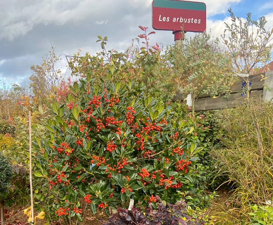 Pépinière extérieure avec exposition de plants en contenants colorés et végétaux plantés en pleine terre. Arbustes topiaires taillés en boules, conifères, plantes à feuillage panaché disposés sur sol paillé.