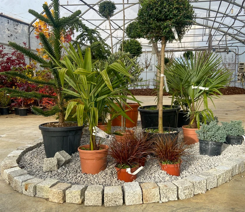 Exploitation agricole en zone tropicale avec champs de légumes verts cultivés en rangées ordonnées. Bâtiment agricole en bois, clôtures bambou, montagnes boisées arrière-plan sous ciel nuageux.