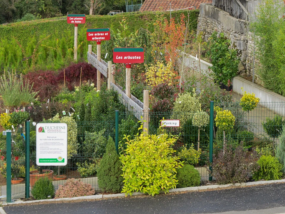 Vignoble en terrasses sur collines vallonnées avec rangées de vignes alignées suivant la pente naturelle du terrain. Feuillage automnal doré illuminé par lumière chaude. Paysage viticole de plein air sans présence humaine.