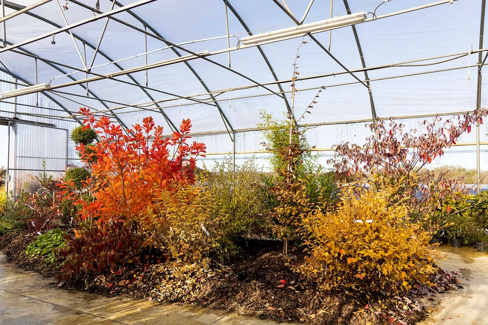 Pépinière extérieure avec variété de plantes ornementales en contenants noirs disposés sur surface bétonnée. Graminées ornementales aux feuillages dorés et verts, arbustes à feuillage coloré automnal.