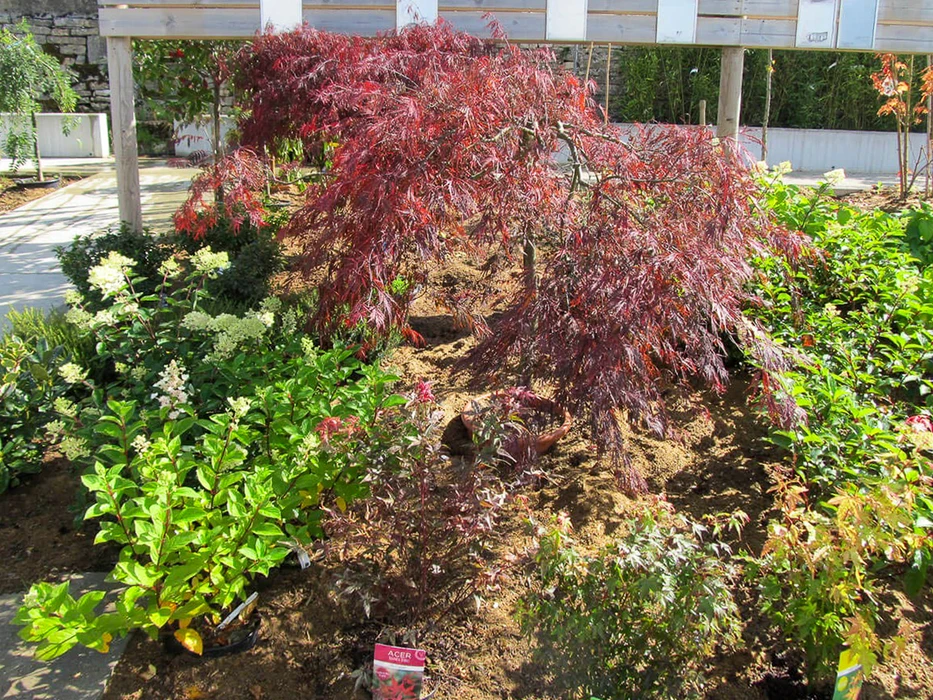 Pépinière extérieure avec arbres et arbustes ornementaux en contenants, présentés pour la vente. Conifères taillés en formes topiaires, végétaux d'ornement variés disposés sur terrain paillé.