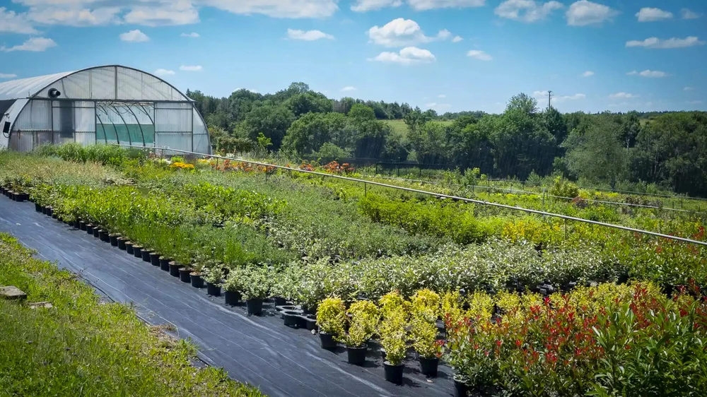 Pépinière extérieure avec exposition de plants en contenants colorés et végétaux plantés en pleine terre. Arbustes topiaires taillés en boules, conifères, plantes à feuillage panaché disposés sur sol paillé.