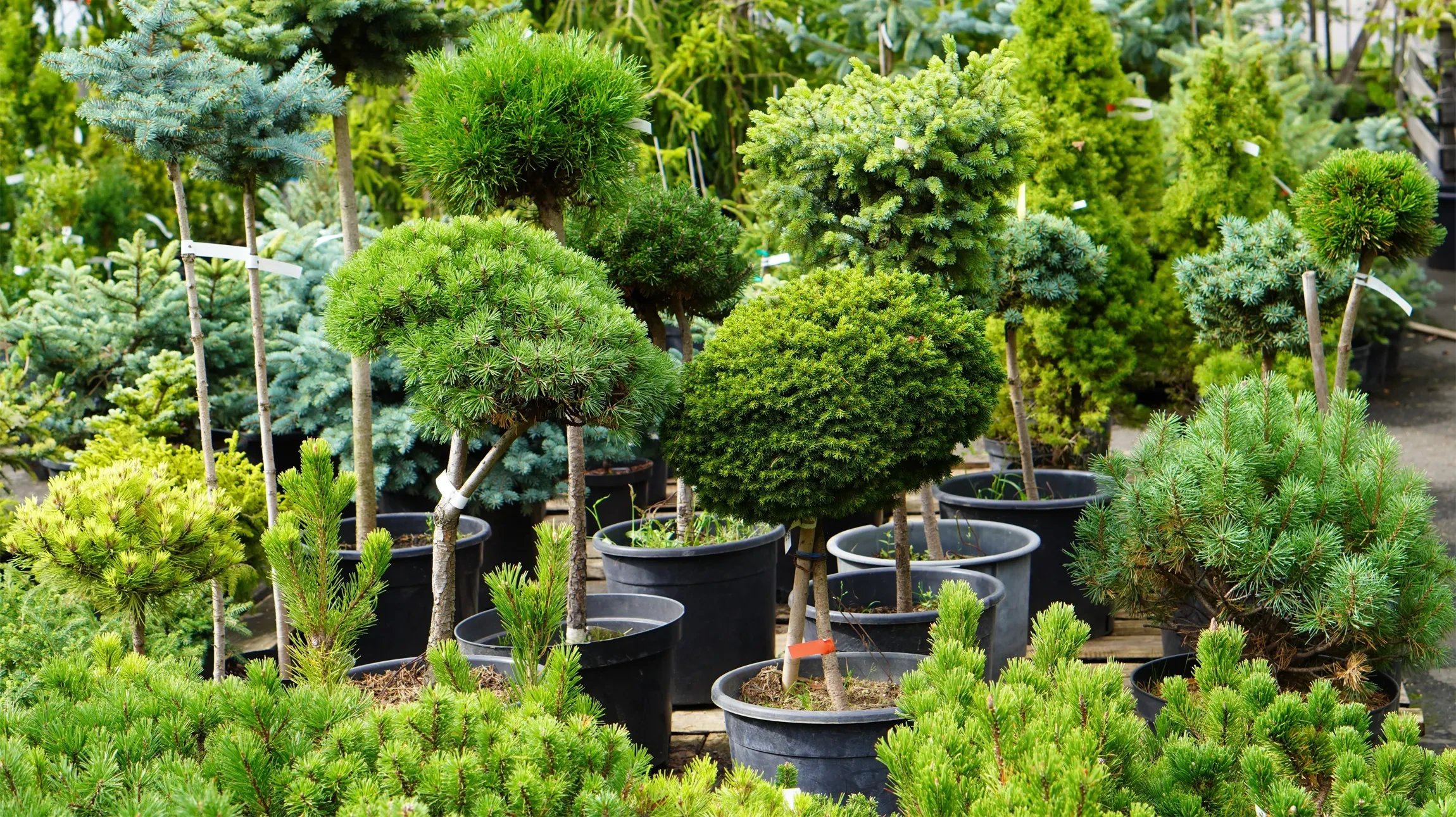 Forêt dense de conifères et feuillus avec rayons de soleil filtrant à travers la canopée. Végétation luxuriante au sol, herbes hautes et jeunes pousses. Ambiance paisible et naturelle en sous-bois.