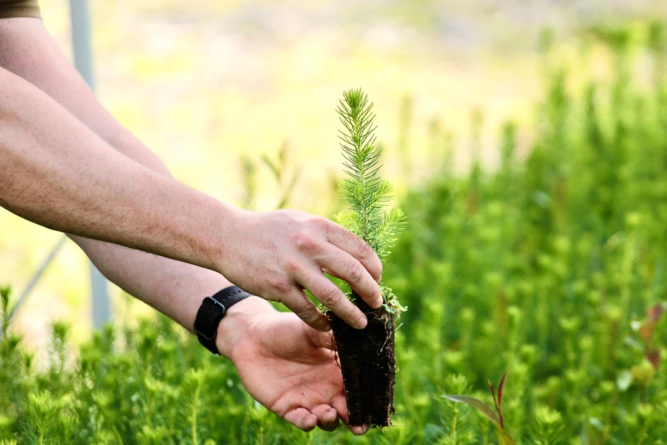 Vignoble en pleine végétation avec rangées de vignes alignées, poteaux de soutien en bois, feuillage vert dense et chemin enherbé entre les rangs. Forêt d'arbres feuillus en arrière-plan sous ciel partiellement nuageux.
