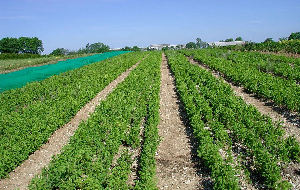 Vignoble en plein air avec rangées de pieds de vigne alignés sur sol terreux. Jeune plant de vigne au premier plan montrant nouvelles pousses et feuilles vertes dentelées caractéristiques du cépage. Vignes taillées en gobelet visible en arrière-plan.