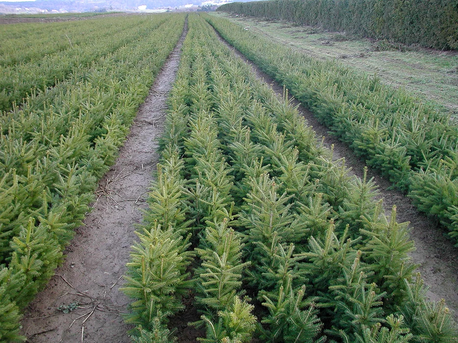 Plantation de sapins de Noël en rangées ordonnées dans un champ agricole, arbres conifères de différentes tailles cultivés en pépinière extérieure. Arbres feuillus colorés d'automne en arrière-plan formant lisière forestière.