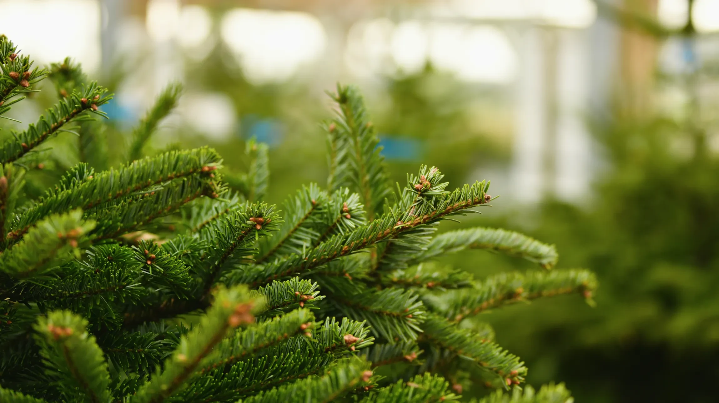 Décoration hivernale festive avec branches de sapin enneigées, baies blanches givrées et guirlande lumineuse dorée sur fond blanc neigeux. Ambiance Noël élégante.