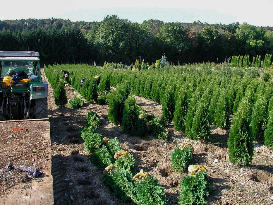 Plantation d'épicéas en extérieur dans un environnement rural avec arbres d'automne en arrière-plan. Jeunes conifères de différentes tailles plantés en rangées sur terrain herbeux.