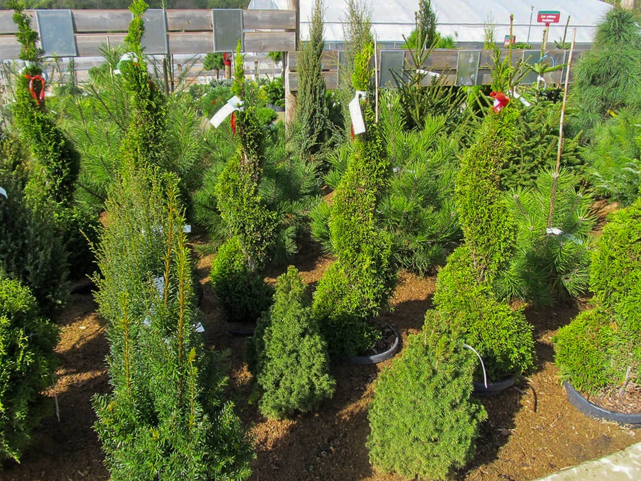 Plantation extérieure de sapins de Noël en rangées organisées sur terrain vallonné. Conifères de différentes tailles et stades de croissance, du jeune plant au spécimen mature. Culture commerciale d'épicéas et sapins nordmann en pépinière forestière. Arbres aux branches étagées caractéristiques, feuillage vert dense.