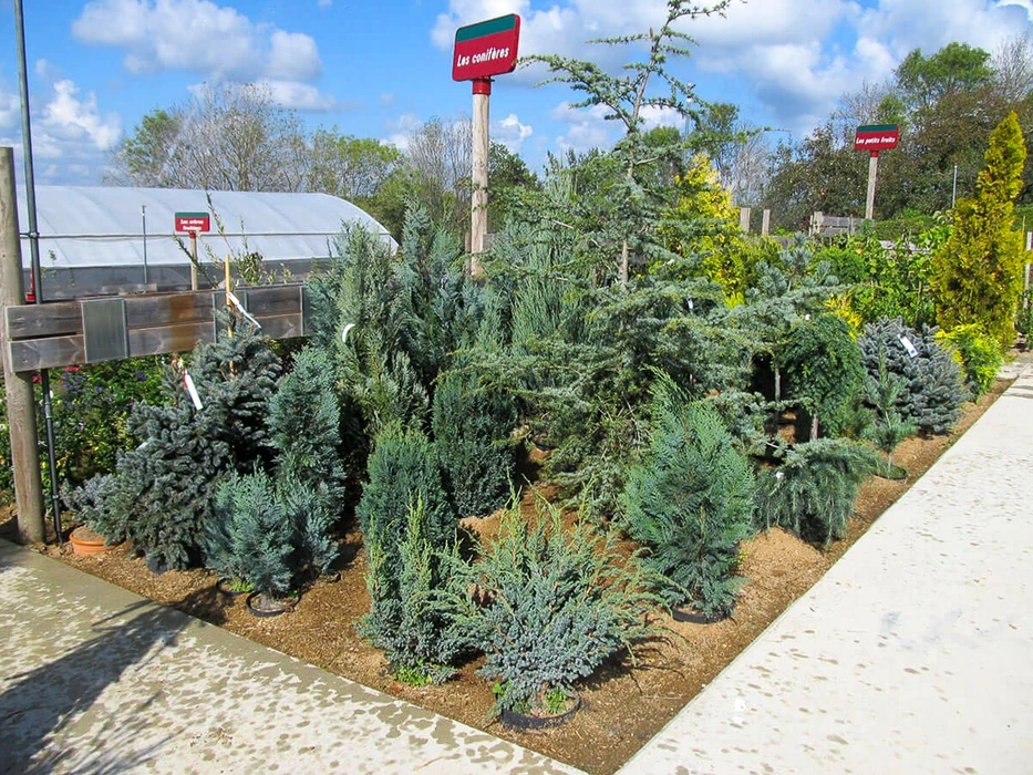 Paysage rural avec plantation dense de jeunes conifères en premier plan, délimitée par végétation sauvage. Champs agricoles cultivés s'étendent en arrière-plan sous ciel dégagé.
