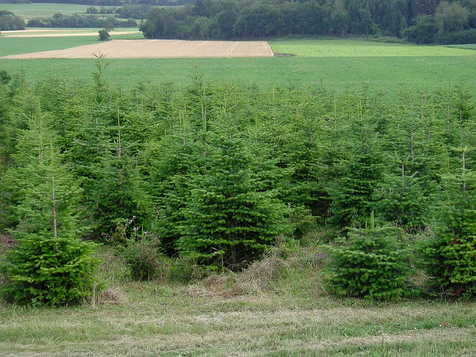 Pépinière extérieure avec alignement de conifères en contenants. Variétés d'arbustes résineux incluant thuyas, cyprès et genévriers aux feuillages persistants verts et dorés. Plants de différentes tailles disposés en rangées sur sol sablé. Structure de serre vitrée en arrière-plan.