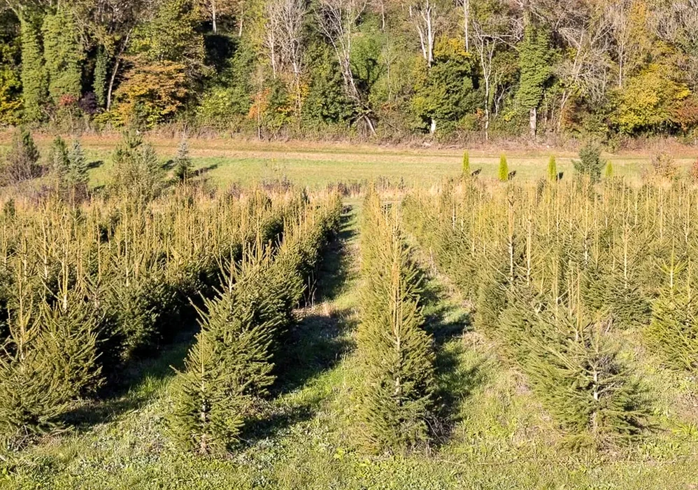 Pépinière extérieure avec alignement de conifères en contenants. Variétés d'arbustes résineux incluant thuyas, cyprès et genévriers aux feuillages persistants verts et dorés. Plants de différentes tailles disposés en rangées sur sol sablé. Structure de serre vitrée en arrière-plan.