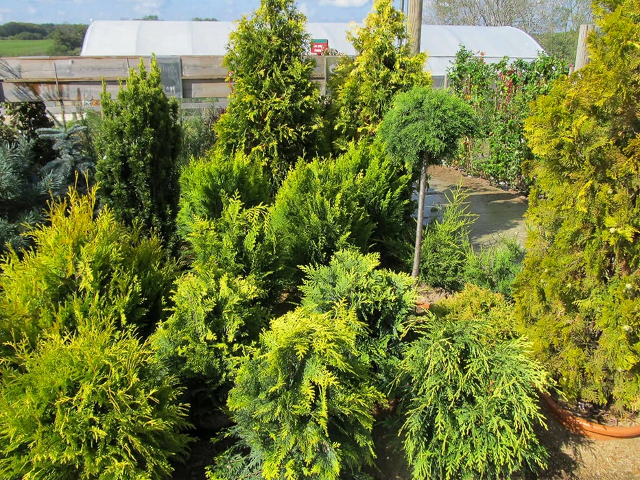 Extérieur d'une jardinerie ou pépinière avec exposition de conifères variés alignés sur surface bétonnée. Multiples espèces d'arbres résineux en contenants, incluant sapins, épicéas et pins de différentes tailles disposés pour la vente.