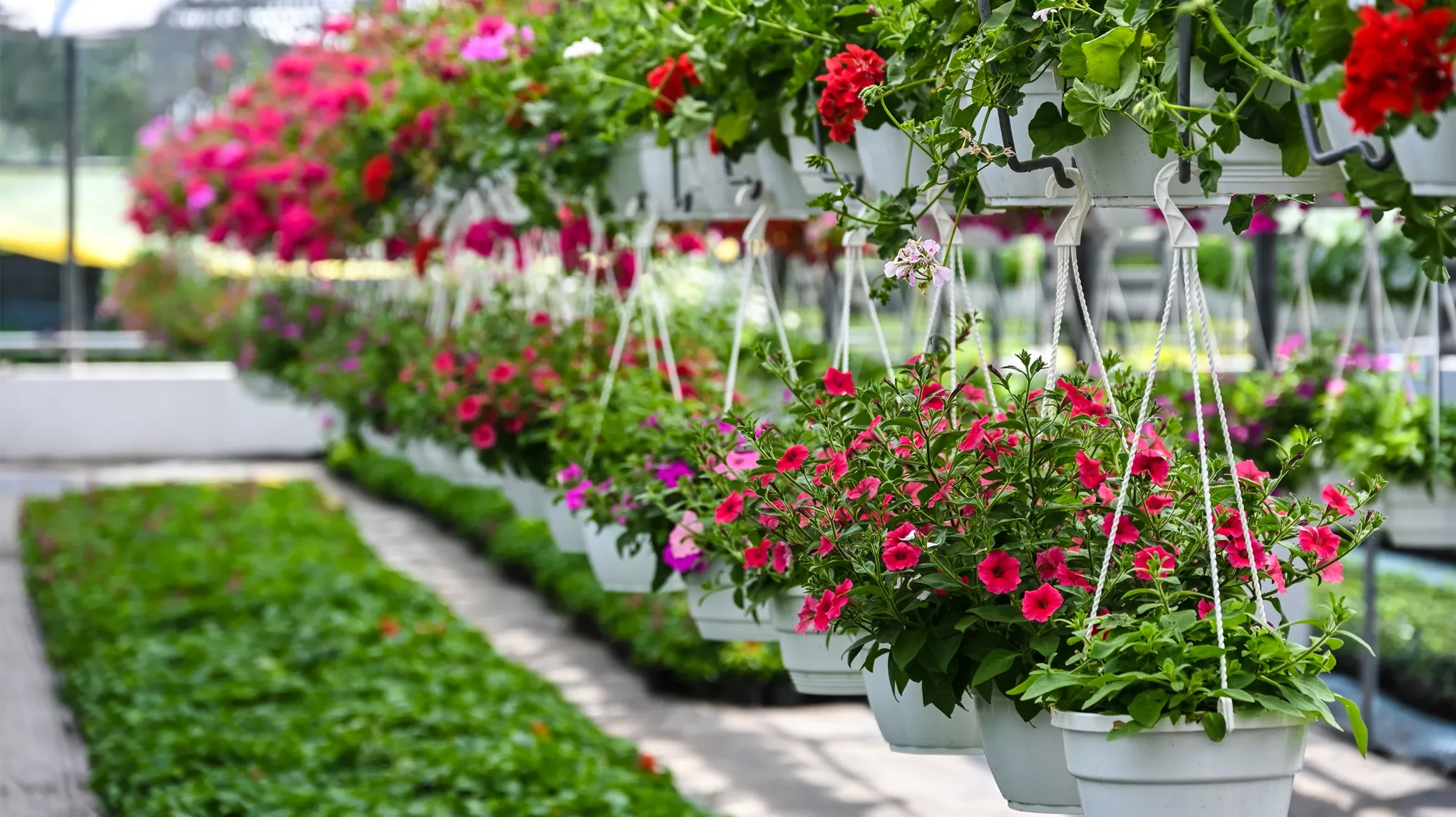Jardin extérieur avec massif de géraniums en pleine floraison. Nombreuses fleurs roses, rouges et fuchsia sur feuillage vert dense. Plantation ornementale d'espacement régulier.