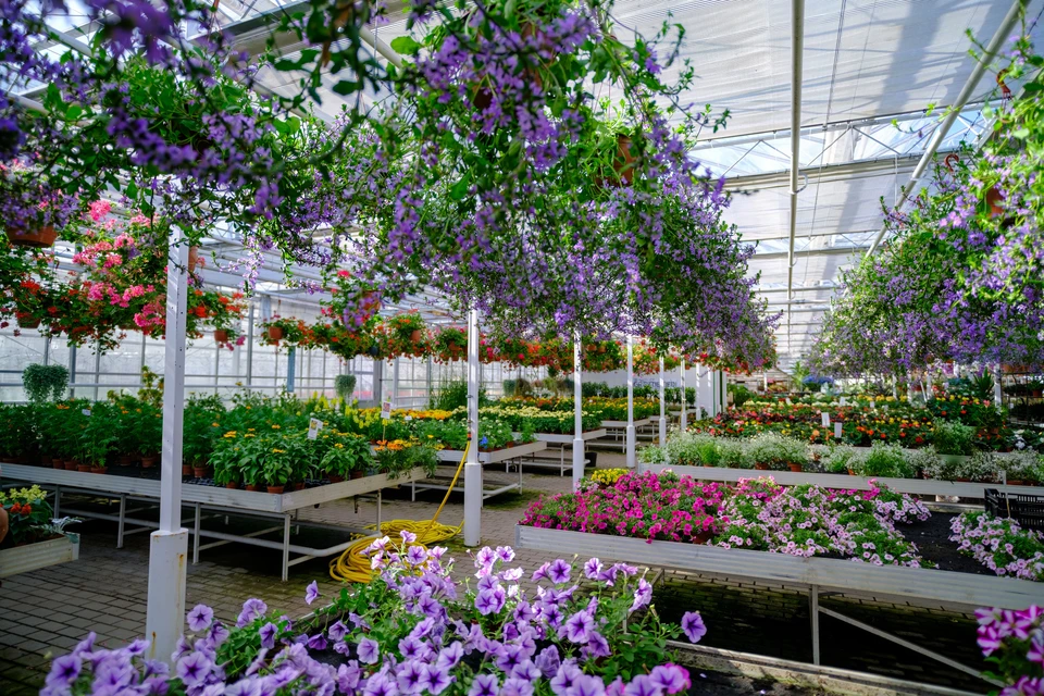 Femme blonde en chemise à carreaux et salopette travaillant dans une serre commerciale, manipulant des chrysanthèmes roses parmi des arrangements floraux colorés. Environnement professionnel de production horticole avec tables de culture.
