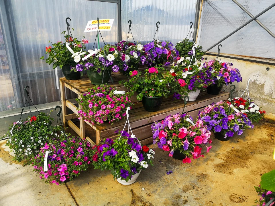 Devanture de fleuriste avec présentoir extérieur. Jardinières et bacs à fleurs disposés sur tables en bois. Vitrine de magasin en arrière-plan avec produits exposés.