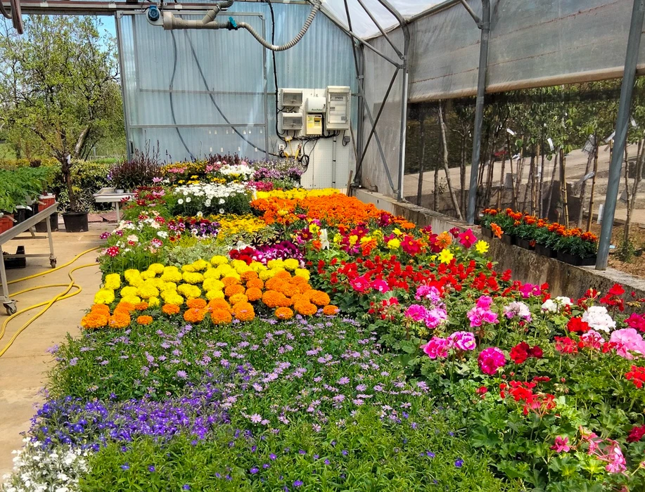Serre horticole avec exposition de plantes fleuries en suspensions et jardinières. Étalage commercial de pétunias multicolores, géraniums et fleurs annuelles sur présentoir bois à gradins.