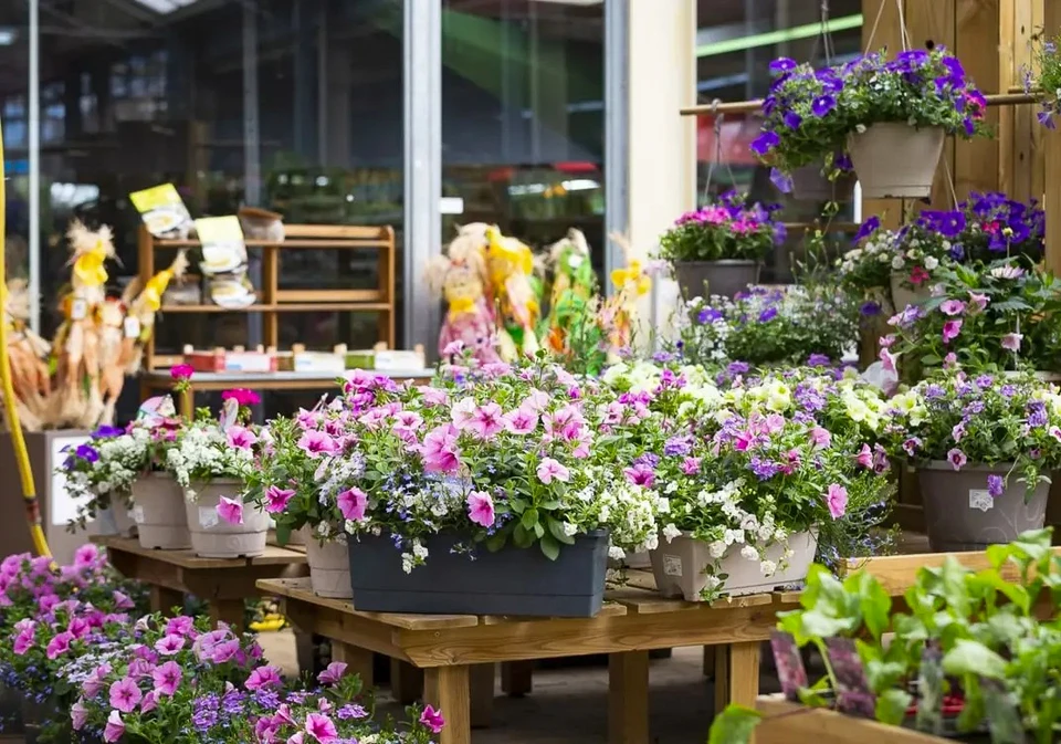 Vue panoramique sur le terrain avec des fleurs de pavot rouges au coucher du soleil.