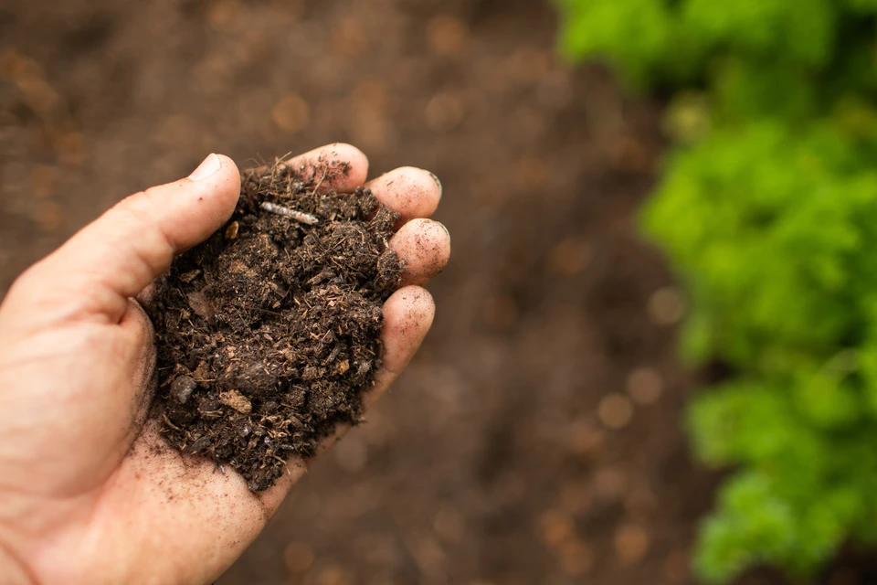 Jardinier professionnel en uniforme vert et casquette travaillant dans une pépinière extérieure, manipulant des plants en contenants