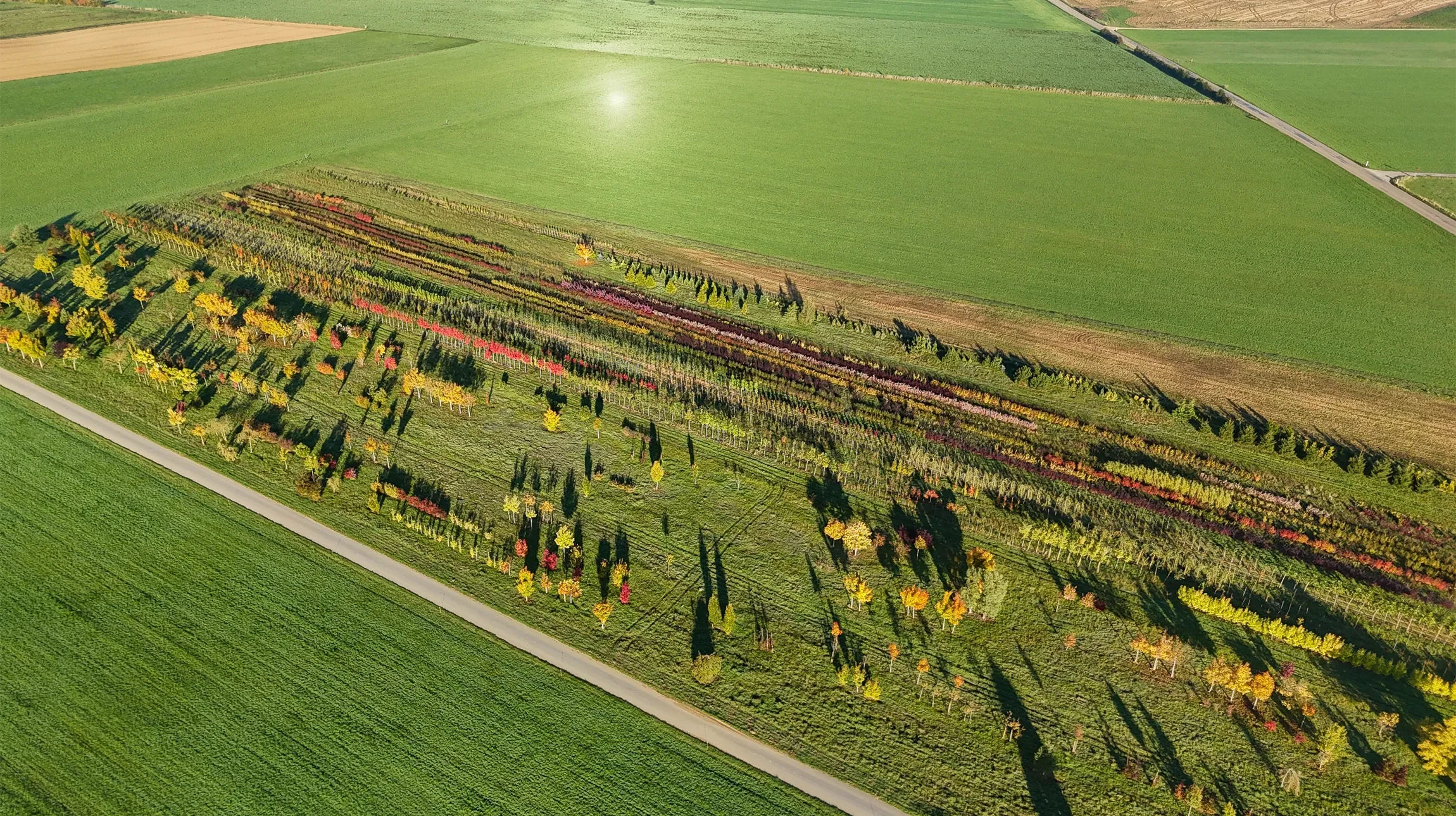 Vue aérienne d'un vignoble en automne avec rangées de vignes aux feuillages colorés jaunes et rouges, entouré de champs agricoles verts. Paysage rural de plaine avec routes et parcelles délimitées.
