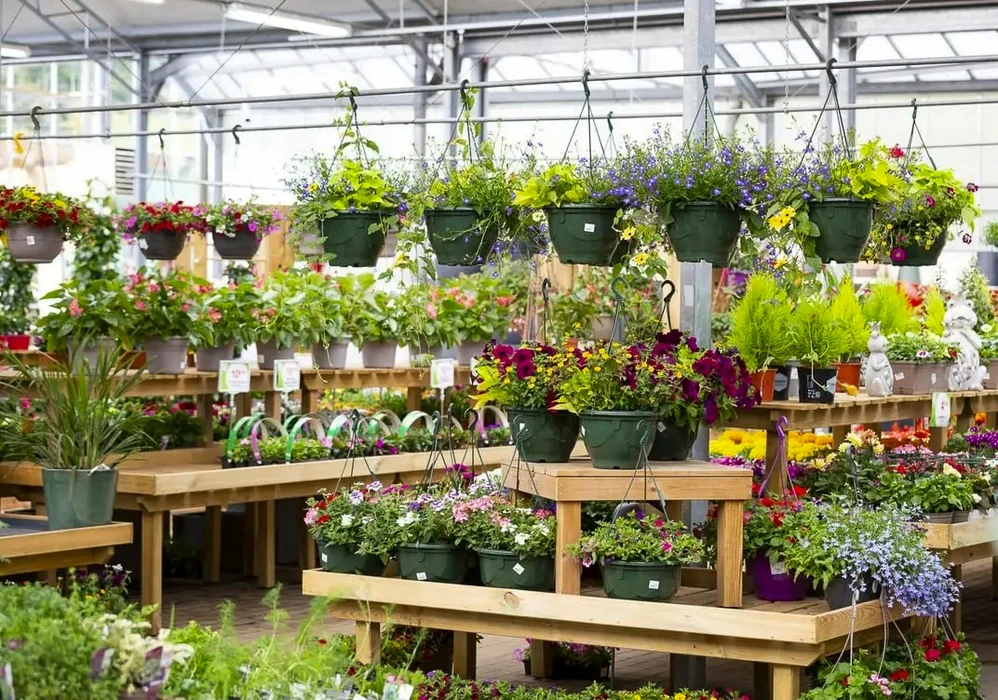 Serre horticole avec production de fleurs annuelles colorées disposées en planches de culture surélevées. Variétés incluant tagètes orange et jaunes, géraniums roses et rouges, lobélias violets, bégonias blancs. Structure métallique avec panneaux polycarbonate, système d'arrosage par tuyau, compteurs électriques muraux. Sol bétonné, tables de rempotage bois.