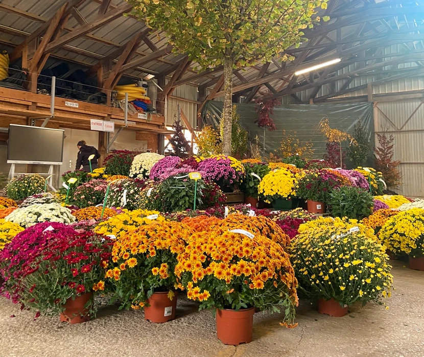 Jardin extérieur avec plantation d'arbustes et conifères en cours. Jeune arbre tuteuré avec support en bois et attaches colorées. Aménagement paysager avec paillis organique au sol.