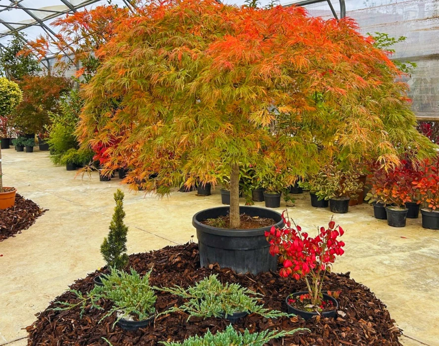 Jardin extérieur avec plantation d'arbustes et conifères en cours. Jeune arbre tuteuré avec support en bois et attaches colorées. Aménagement paysager avec paillis organique au sol.