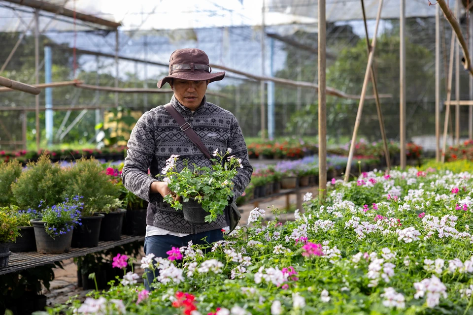 Champ agricole en plein air avec rangées de légumes verts cultivés en sillons parallèles. Cultures maraîchères diversifiées incluant plants de légumes-feuilles et légumineuses. Sol brun travaillé, allées de circulation entre rangs. Plantation en monoculture intensive, système racinaire développé. Végétation dense, feuillage vert luxuriant. Agriculture commerciale extensive sur terrain plat.