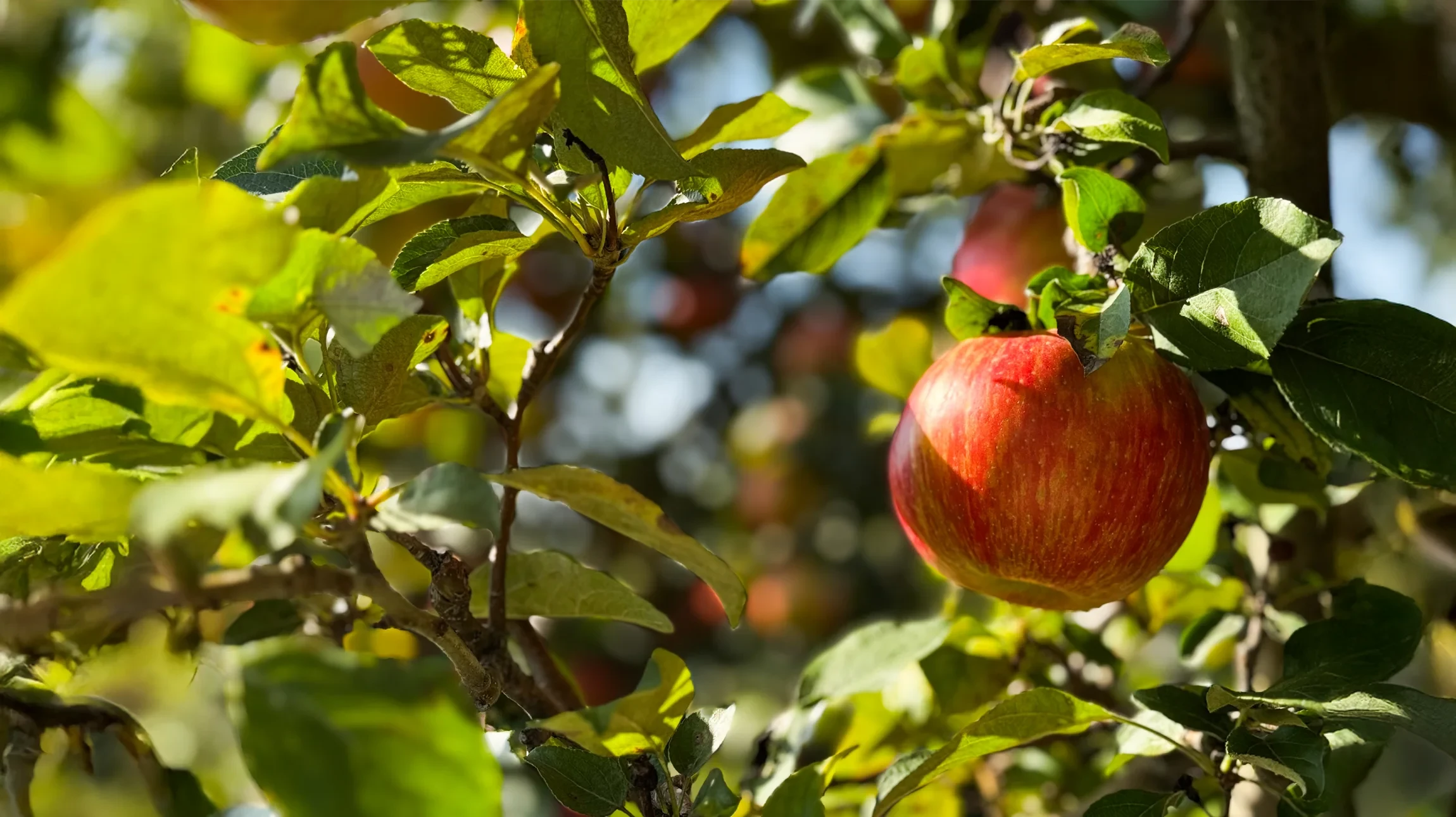 Assortiment de fruits rouges frais disposés sur fond blanc : fraises tranchées, myrtilles, mûres, framboises, groseilles rouges et blanches, avec feuilles de menthe fraîche