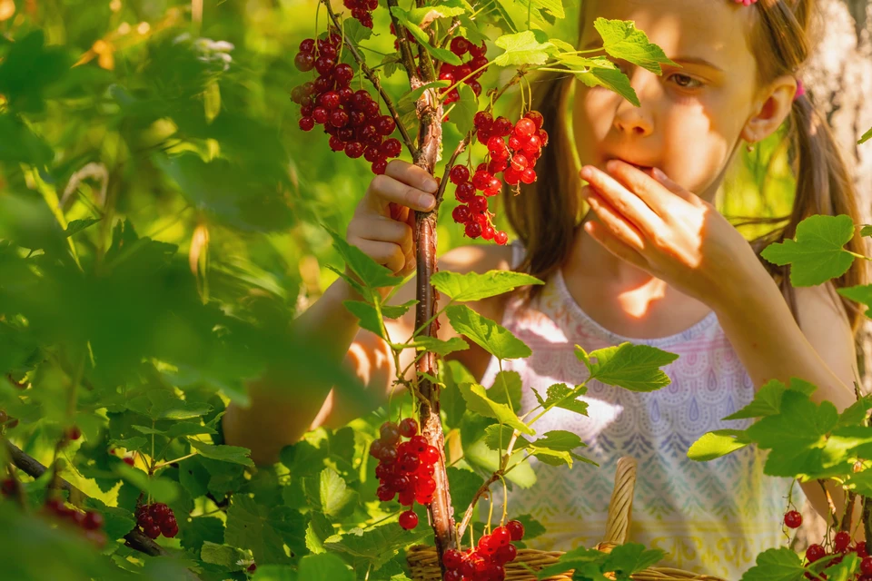 Vignoble en plein air avec rangées de vignes verdoyantes soutenues par piquets de bois, montagnes boisées en arrière-plan sous ciel bleu dégagé