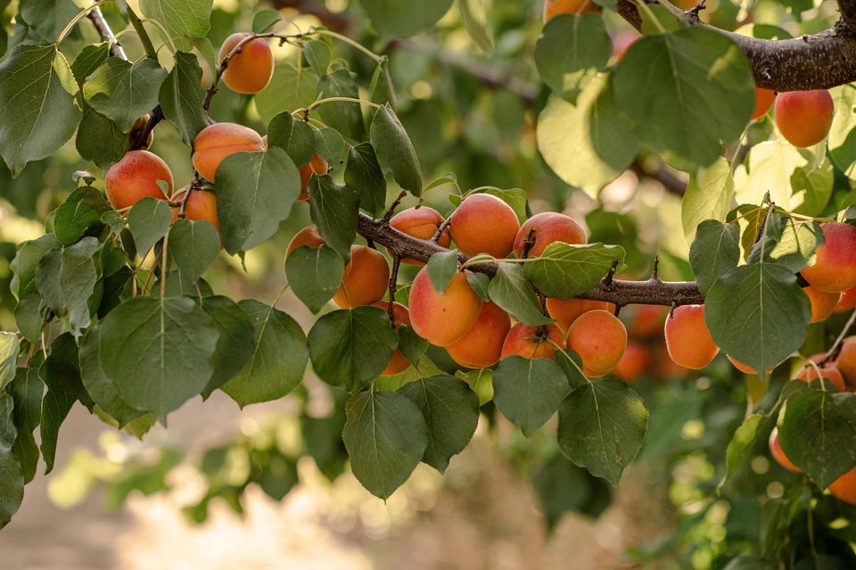 Un horticulteur professionnel de sexe masculin qui regarde la récolte de poivrons dans le jardin