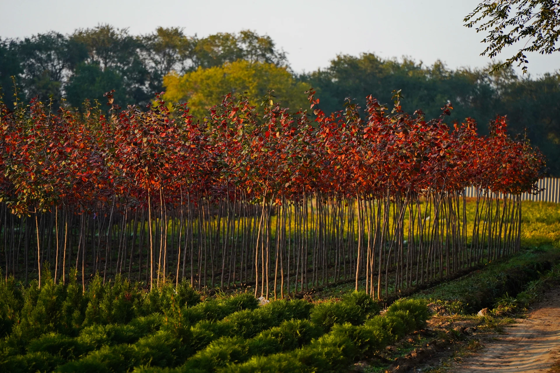 Forêt dense de conifères et feuillus avec rayons de soleil filtrant à travers la canopée. Végétation luxuriante au sol, herbes hautes et jeunes pousses. Ambiance paisible et naturelle en sous-bois.