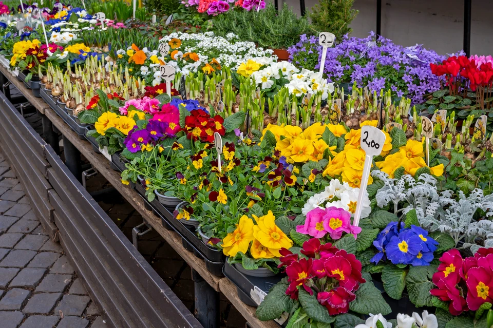 Vue panoramique sur le terrain avec des fleurs de pavot rouges au coucher du soleil.